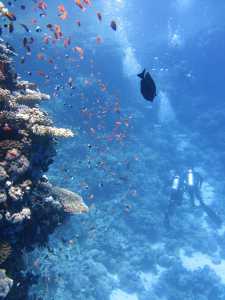animals-corals-deep-68767