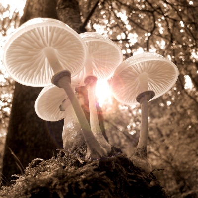 forest-mushrooms-nature-autumn-361186