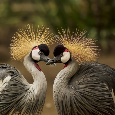 grey-crowned-crane-bird-crane-animal-45853